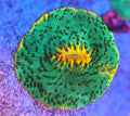 WYSIWYG Ultra Fungia Plate Coral
