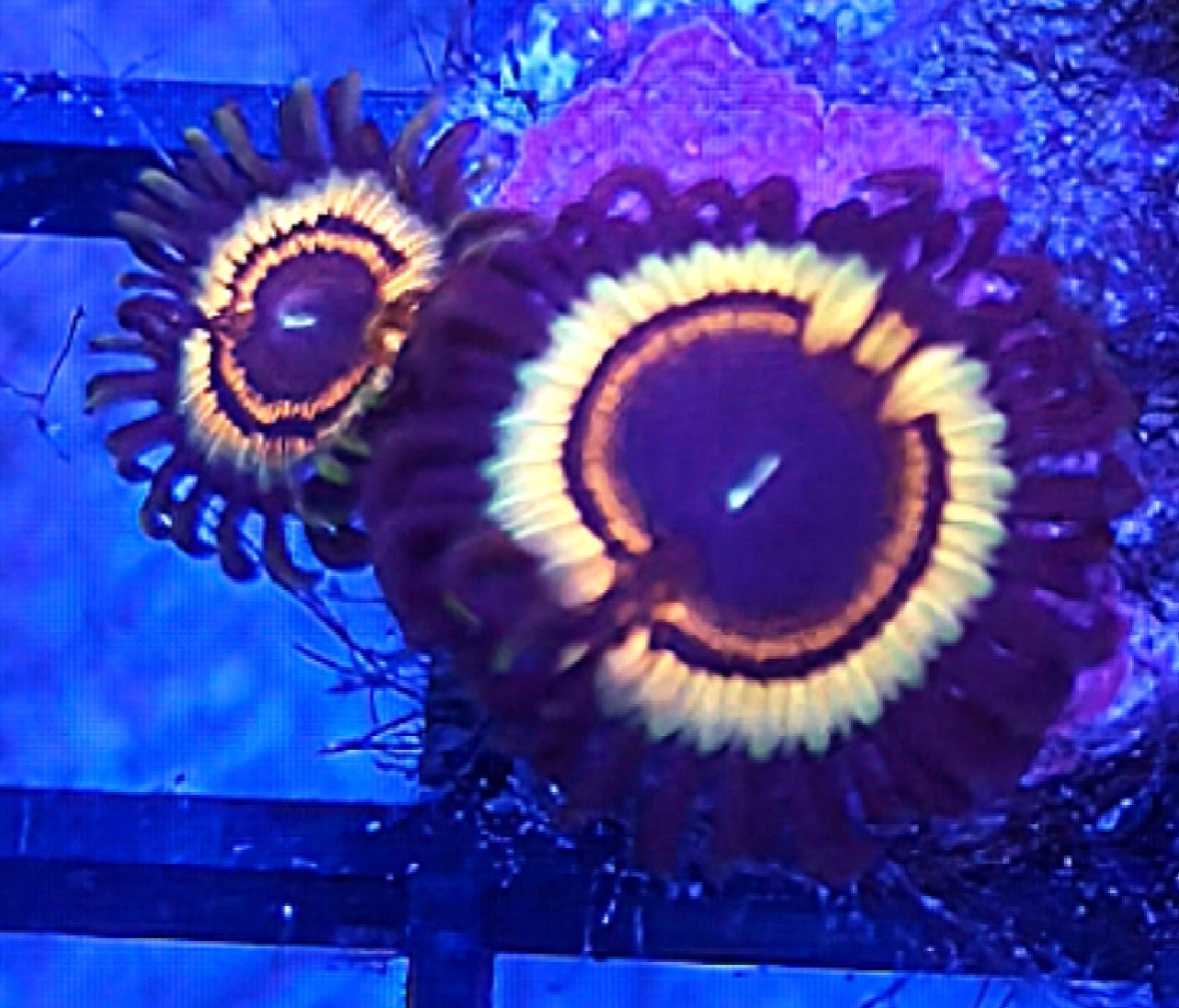 WYSIWYG Fangbanger Zoa Coral Frag