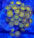 WYSIWYG King Midas Zoa Coral Frag
