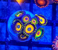 WYSIWYG Rasta+King Midas Zoa Coral Frag Mix