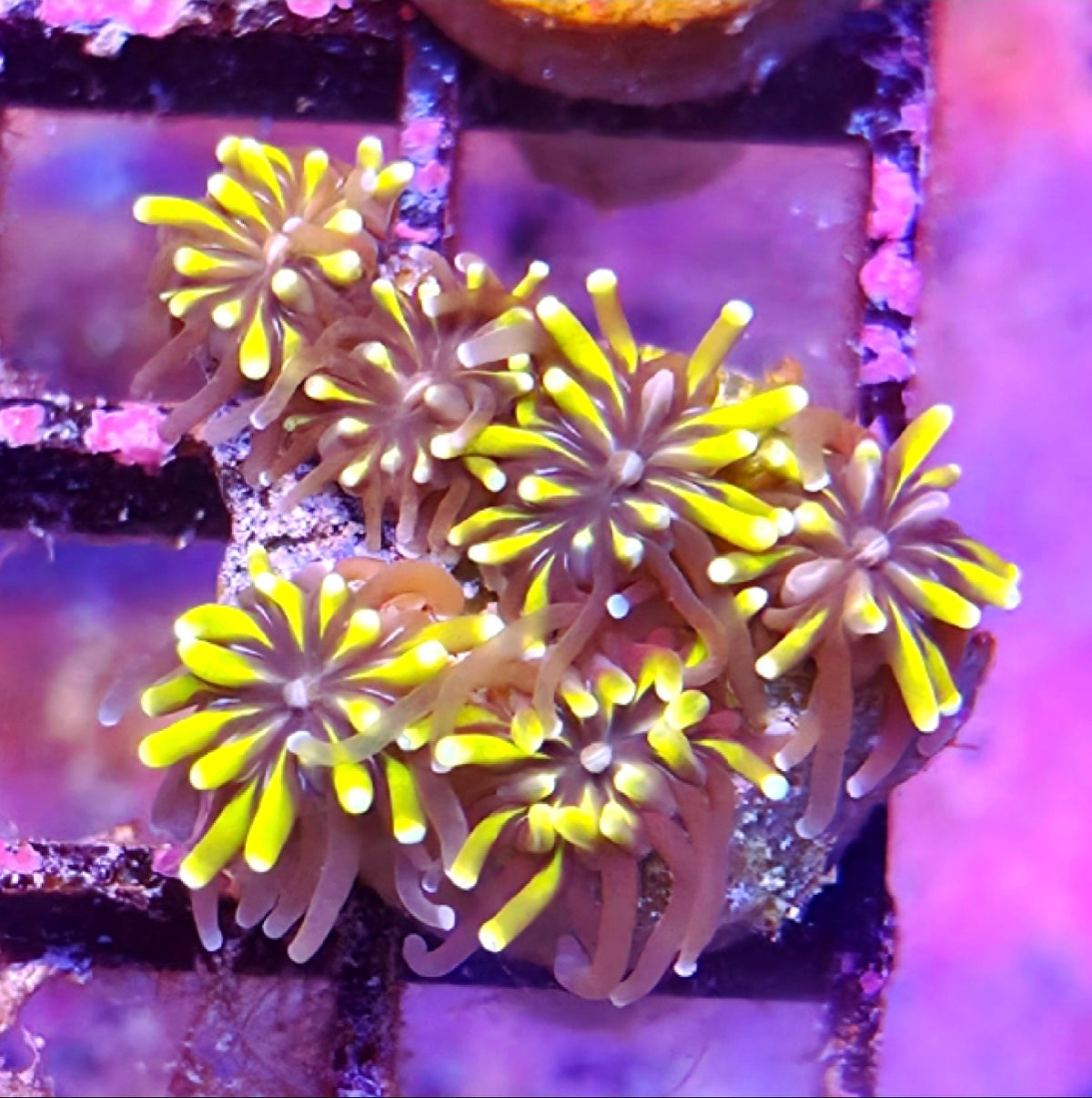 WYSIWYG Mother Of All  Galaxea Coral Frag