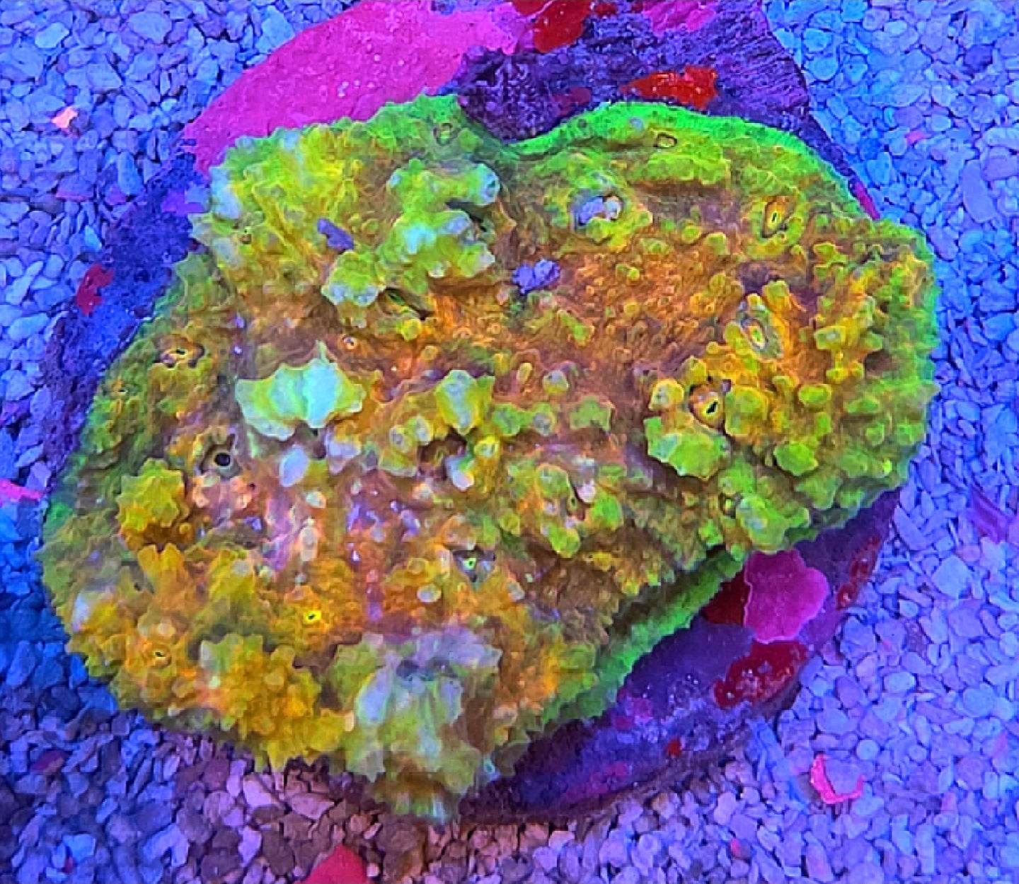 WYSIWYG RDZ Rainbow Bumps Chalice Coral Mini Colony