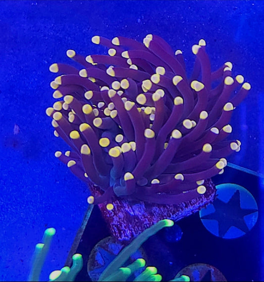 WYSIWYG Purple with Yellow tip Torch coral #2 - Shipwreck Cove Corals