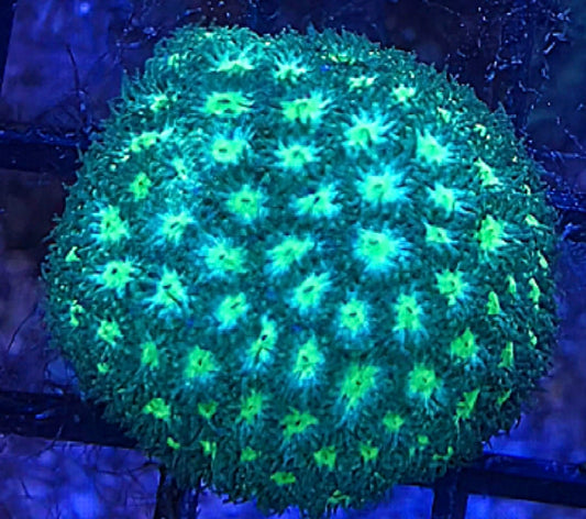 WYSIWYG Green Leptastrea coral frag