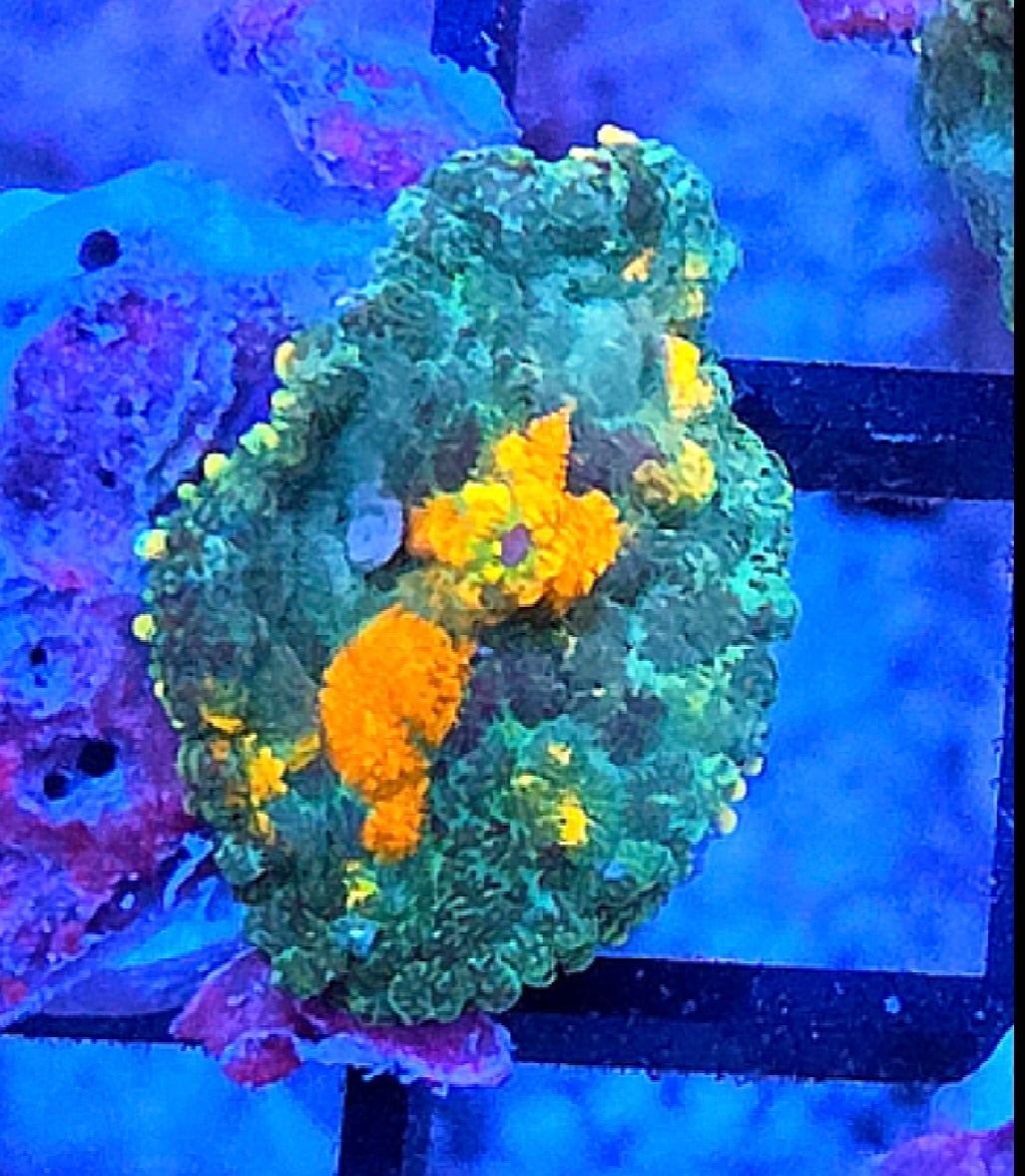 WYSIWYG Sunkist Carpet Rhodactus Mushroom Coral Frag One Mushroom 1 Head