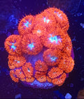 Blue Raven Merletti Blastomussa Coral Frag 20+ Heads