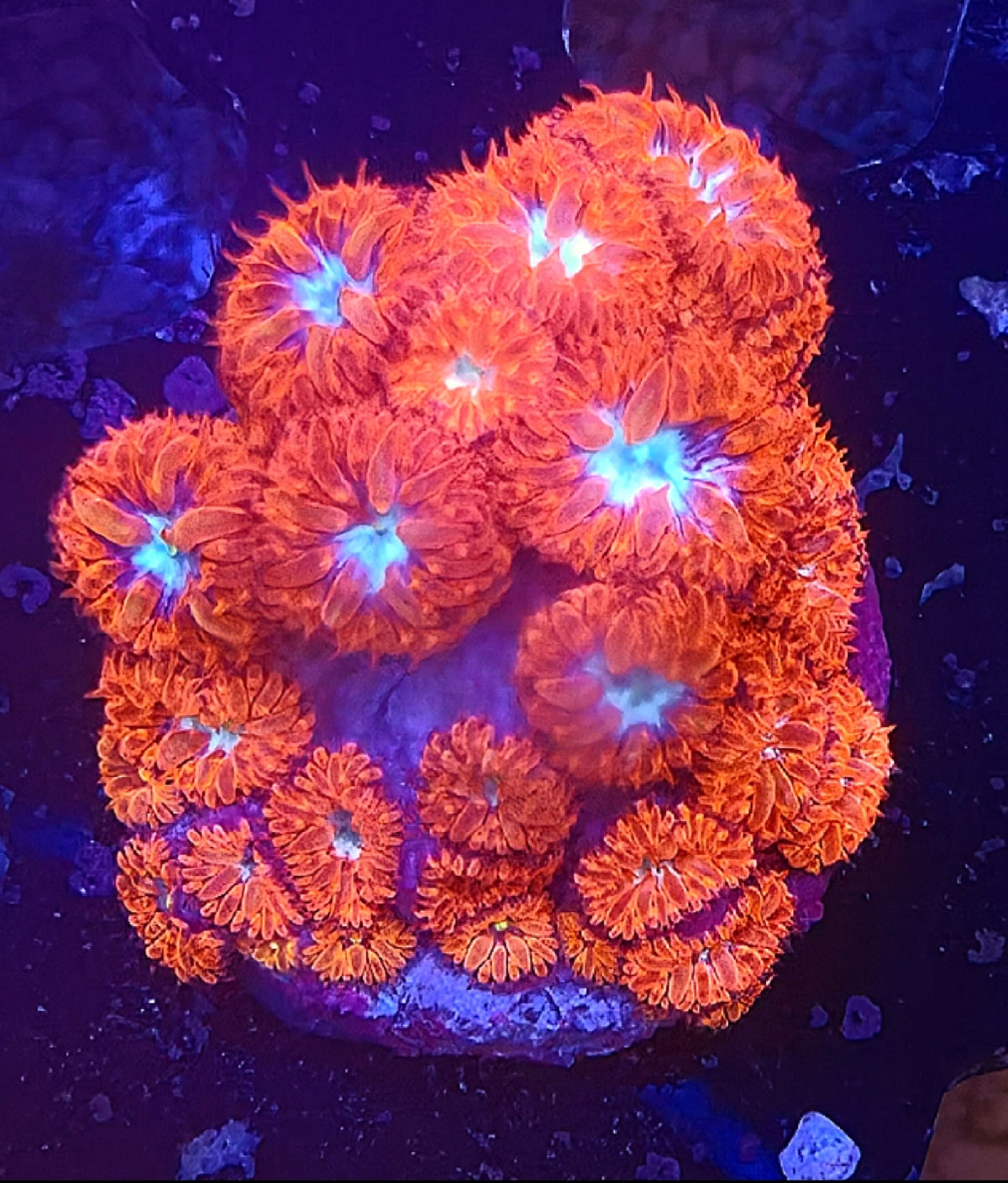 Blue Raven Merletti Blastomussa Coral Frag 20+ Heads