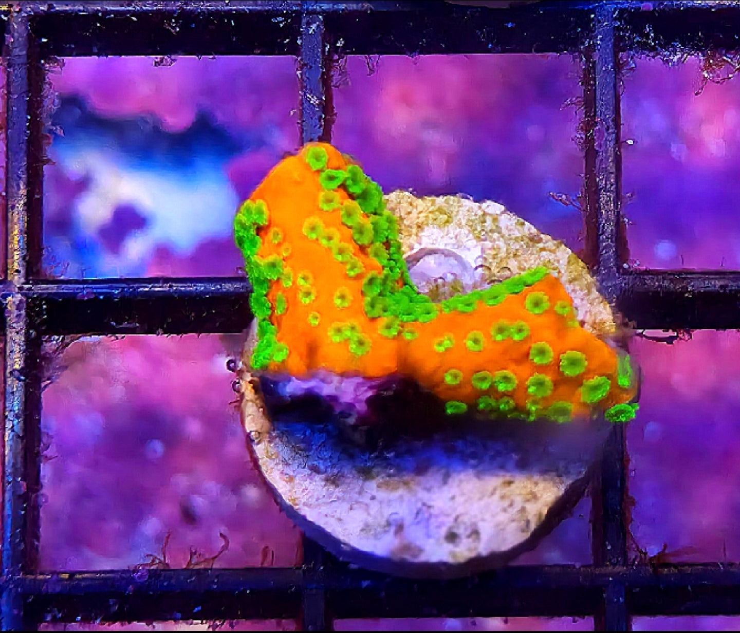 WYSIWYG Sunset Monti Coral Frag