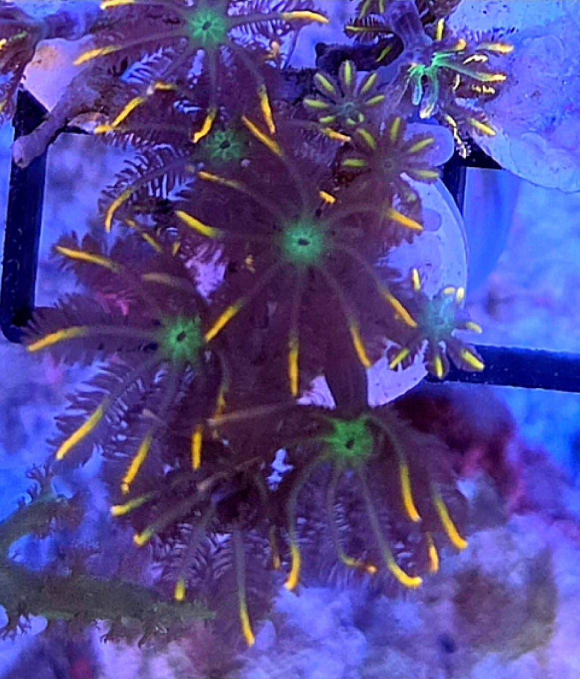 WYSIWYG Firework Clove Polyps Coral Frag