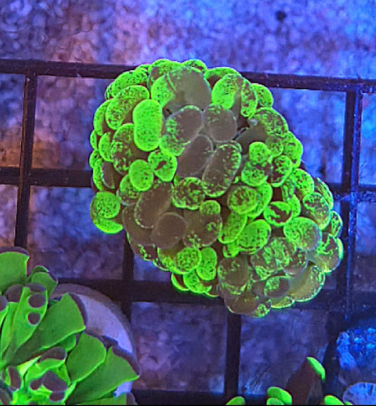 WYSIWYG Splatter Hammer Coral - Shipwreck Cove Corals