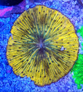 WYSIWYG Yellow Green Mouth Fungia Coral