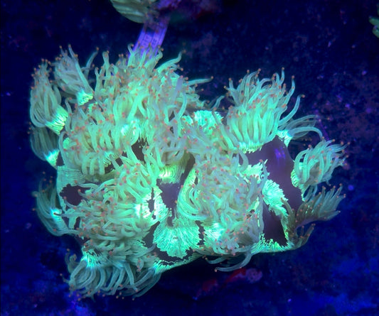 WYSIWYG Pink Tip Elegance Coral - Shipwreck Cove Corals