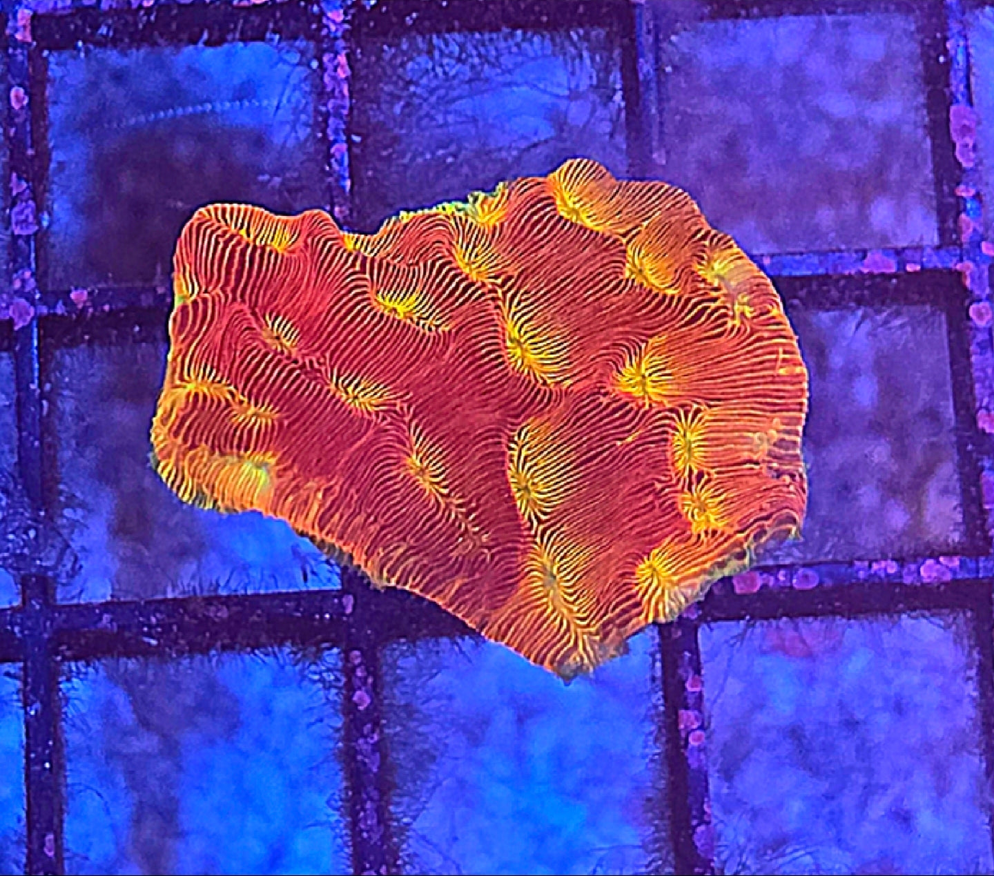 WYSIWYG SCC Ring Of Fire Favia - Shipwreck Cove Corals