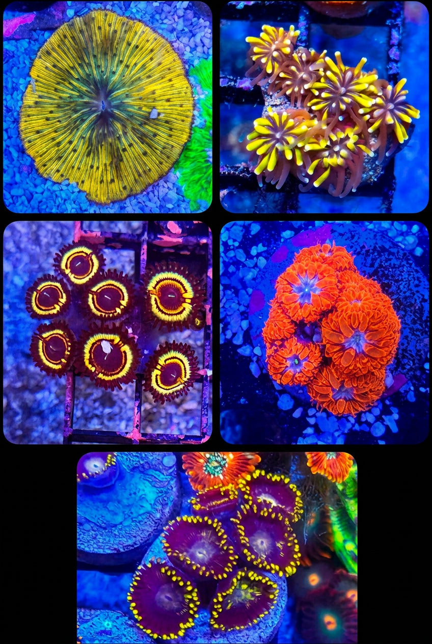 WYSIWYG LPS/ZOA Pack