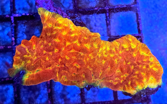WYSIWYG Ring Of Fire Favia Coral Large - Shipwreck Cove Corals