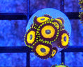 WYSIWYG Scrambled Egg Zoa Coral Frag