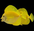 Biota CB Hawaiian Yellow Tang Juvinile