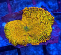 WYSIWYG Ultra Orange And Green Rhodactus Mushroom Coral Frag