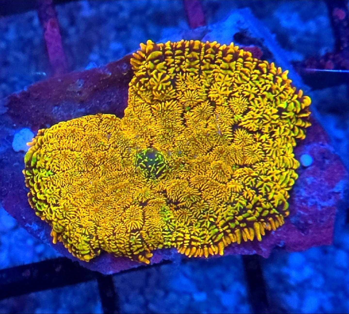 WYSIWYG Ultra Orange And Green Rhodactus Mushroom Coral Frag