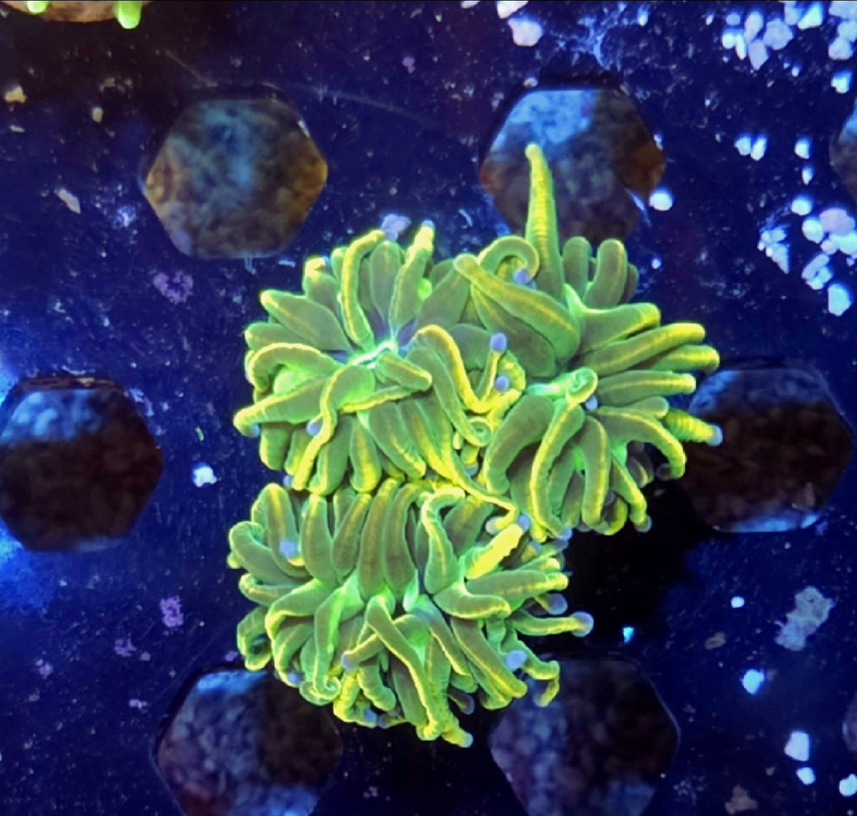 WYSIWYG Holy Guacamole Torch Coral 3 Heads