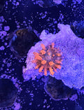 WYSIWYG Flamethrower Bounce Mushroom Coral