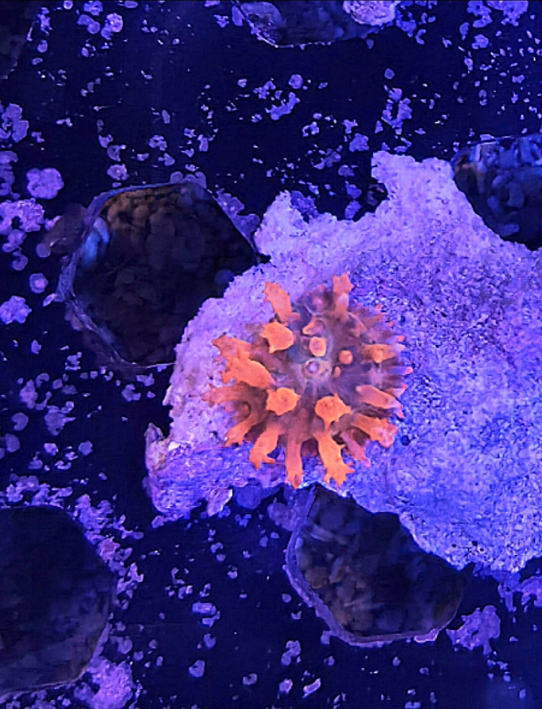 WYSIWYG Flamethrower Bounce Mushroom Coral