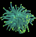 WYSIWYG Lemon Drop Torch Coral - Shipwreck Cove Corals