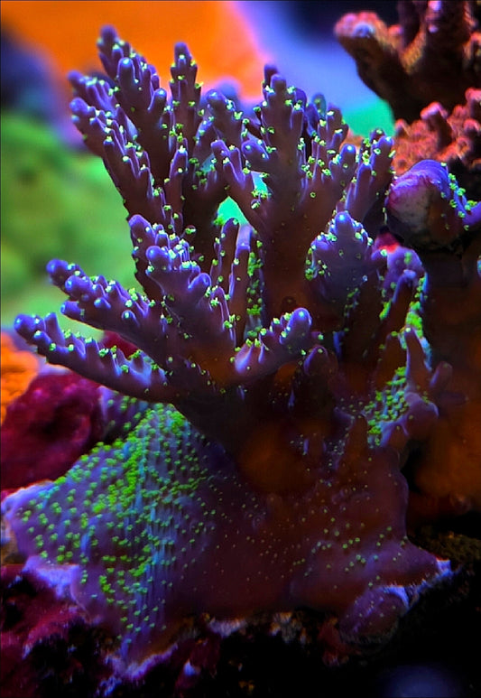 Purple Garf Acro Frag 2" grown in shop