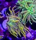 WYSIWYG Rapunzel HG Coral Frag