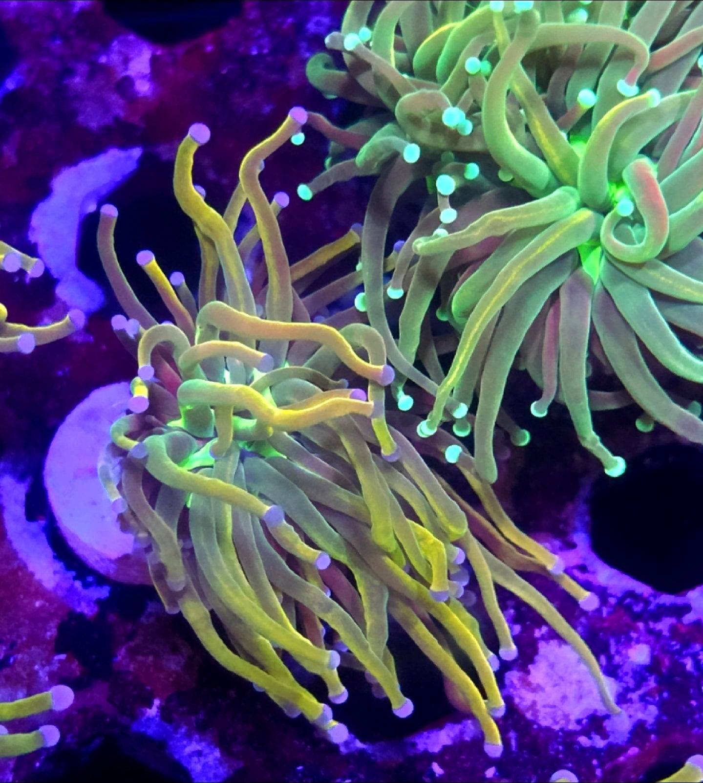 WYSIWYG Rapunzel HG Coral Frag
