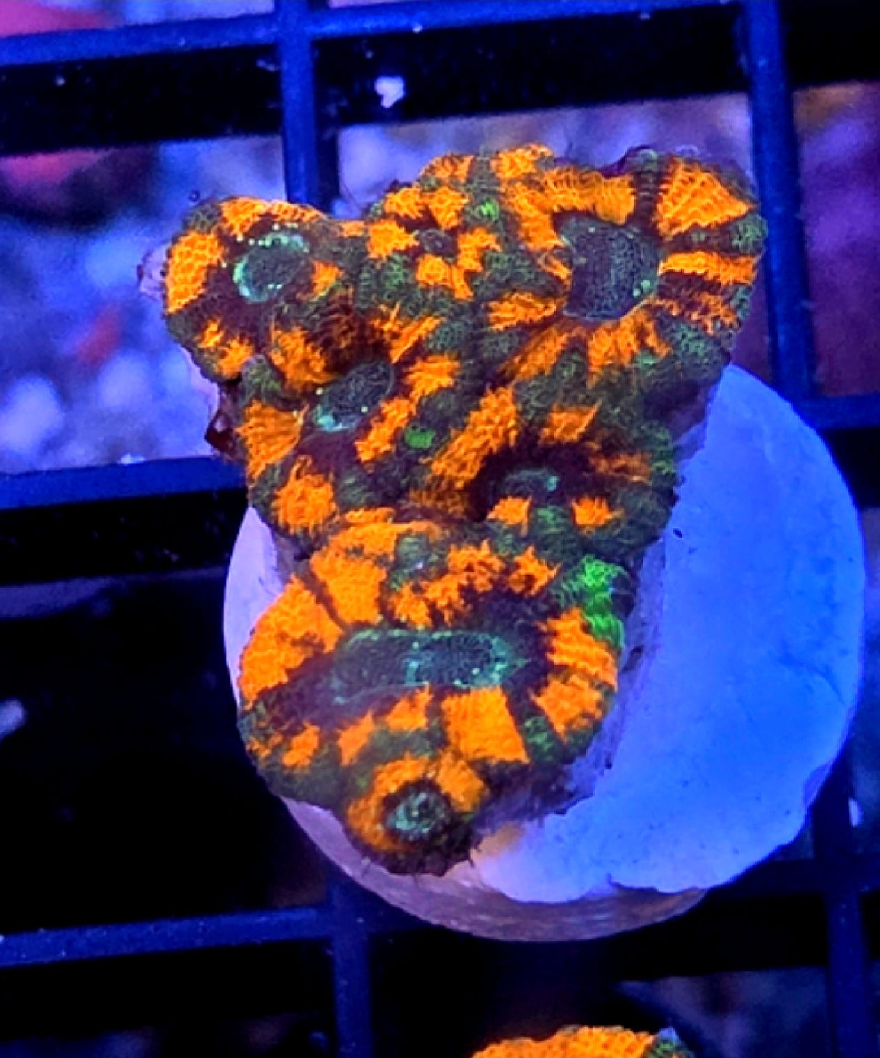 WYSIWYG Green Tiger Acan Coral Frag 8 Heads