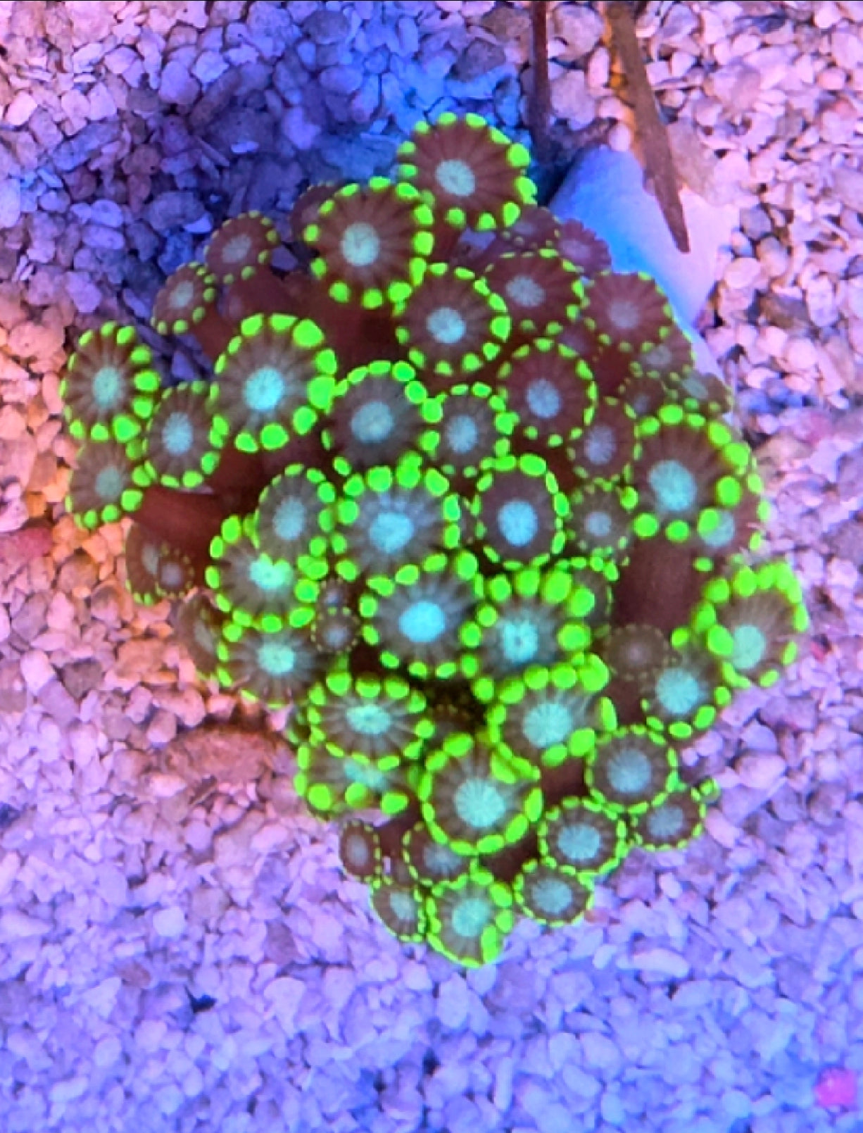 WYSIWYG Green And Blue Alveopora coral frag