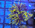 WYSIWYG 24K Gold Torch Coral Frag 1 Head