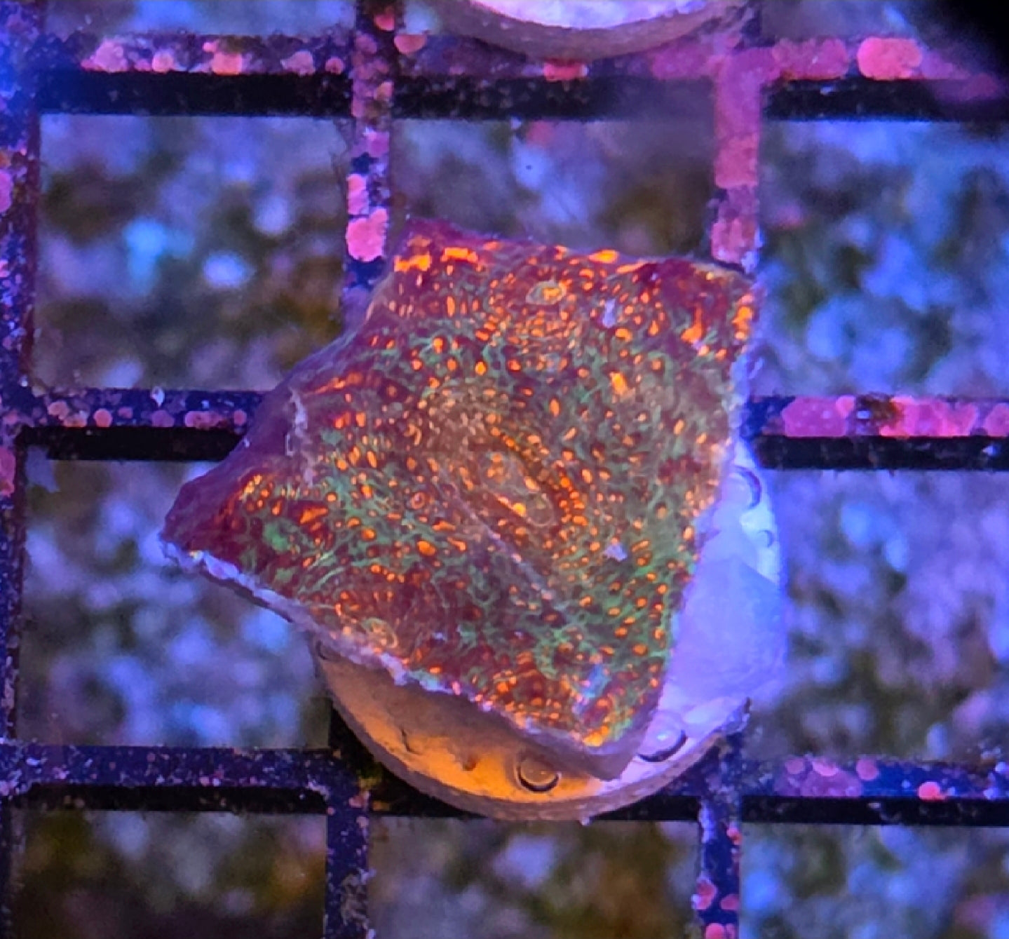 WYSIWYG CB Chameleon Chalice Coral Frag