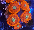 WYSIWYG Magician Plays coral frag 5 heads