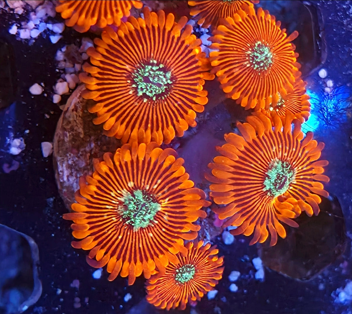WYSIWYG Magician Plays coral frag 5 heads