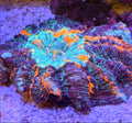 WYSIWYG Master Glitter Acantho coral L/G