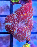 WYSIWYG RDZ Acia Blast Discosoma Mushroom Coral Frag