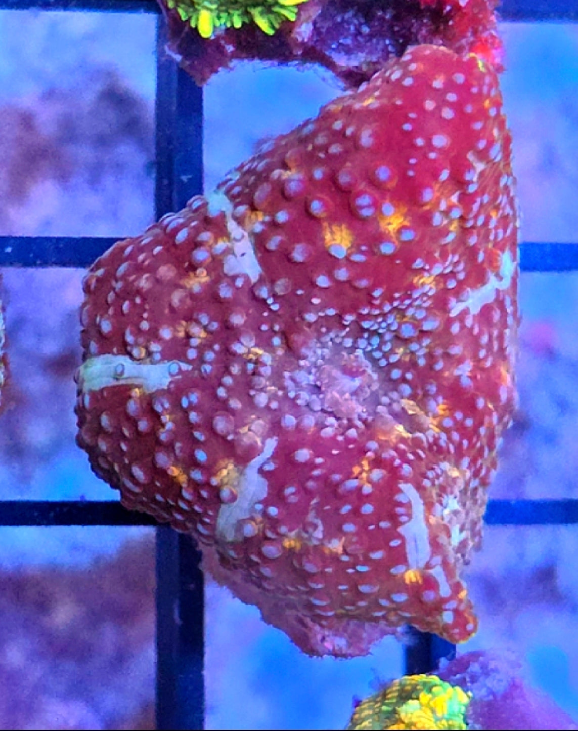 WYSIWYG RDZ Acia Blast Discosoma Mushroom Coral Frag