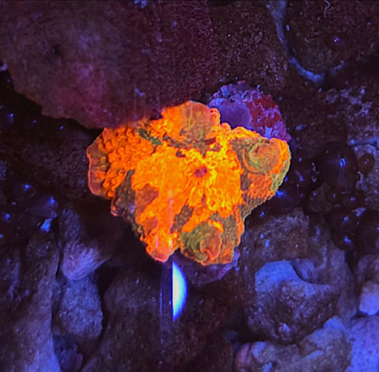 WYSIWYG Candy Crush Mushroom#1 - Shipwreck Cove Corals
