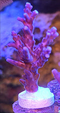 WYSIWYG Purple Valida Acro Coral Frag