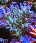 Blueberry Fields Acro Coral Frag 1-1/2"