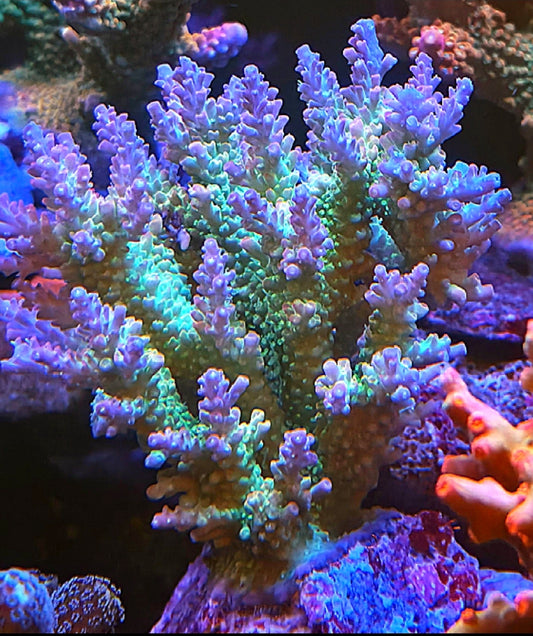 Blueberry Fields SPS coral frag 1-1/2" plus