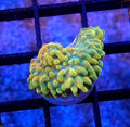 WYSIWYG Rainbow Phoenix Monti