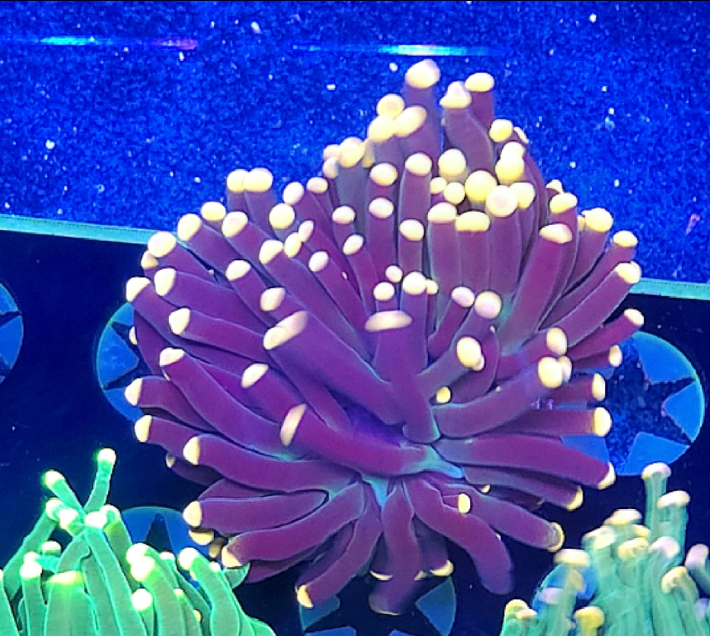 WYSIWYG Purple Yellow Tip Torch Coral - Shipwreck Cove Corals