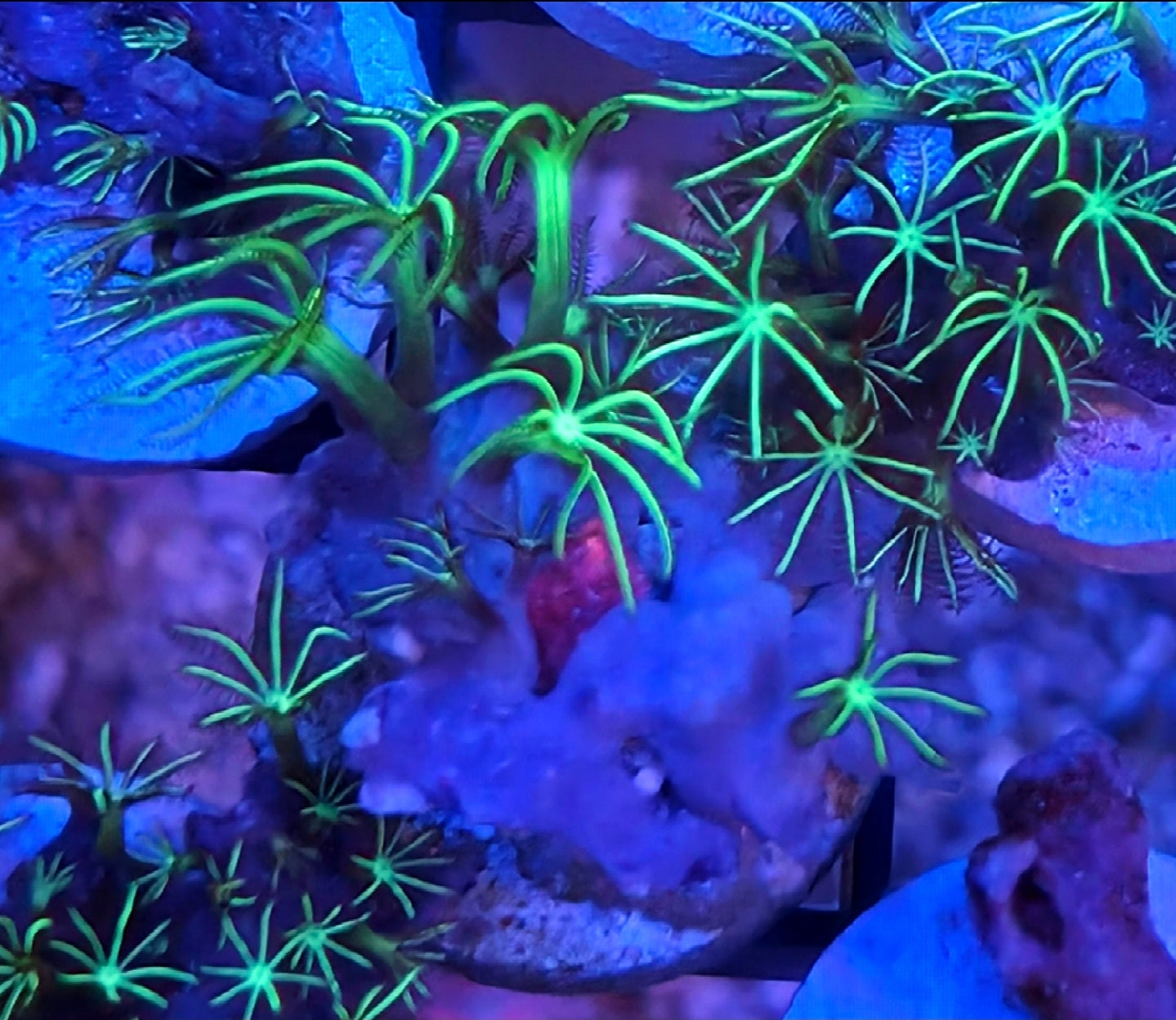 WYSIWYG Kellys GSP Coral Frag