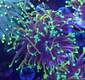 WYSIWYG Dragon Soul Torch coral - Shipwreck Cove Corals