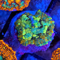 WYSIWYG Blue Mosaic Carpet Rhodactus Mushroom Coral