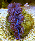 WYSIWYG Ultra Blue Maxima Clam 6"