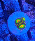 WYSIWYG Rasta Zoa 3 heads